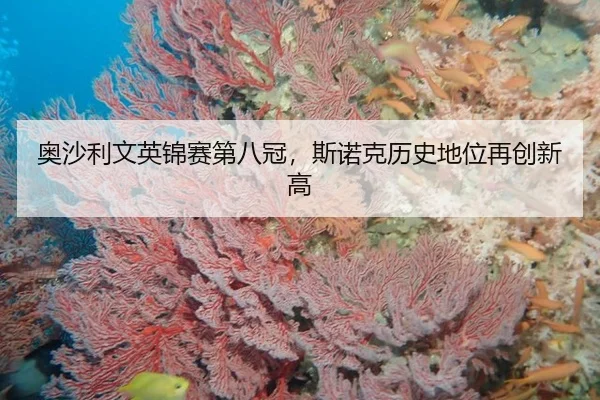 ao-sha-li-wen-ying-jin-sai-di-ba-guan-si-nuo-ke-li-shi-di-wei-zai-chuang-xin-gao-2-317.jpg